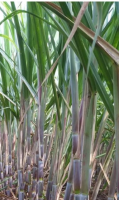 field_image_thumb