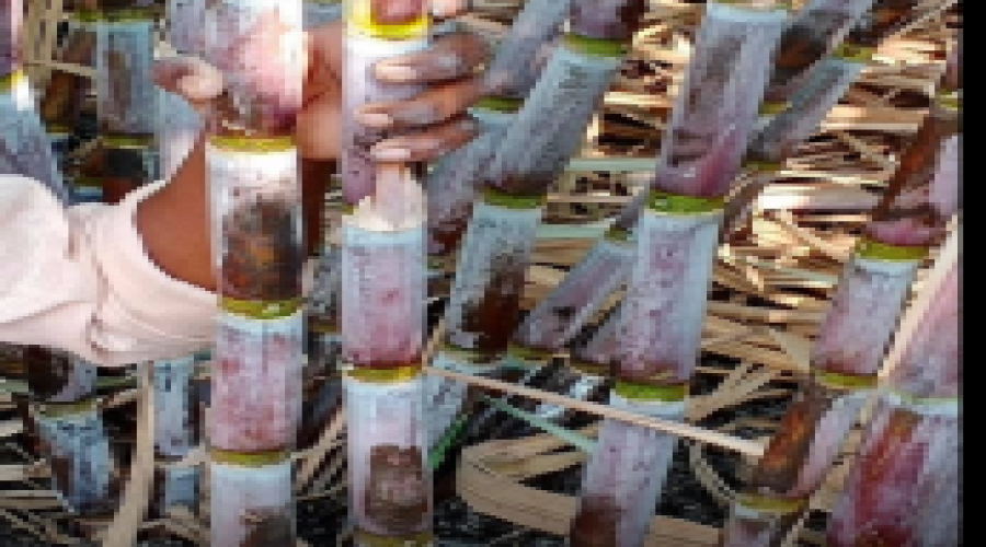 field_image