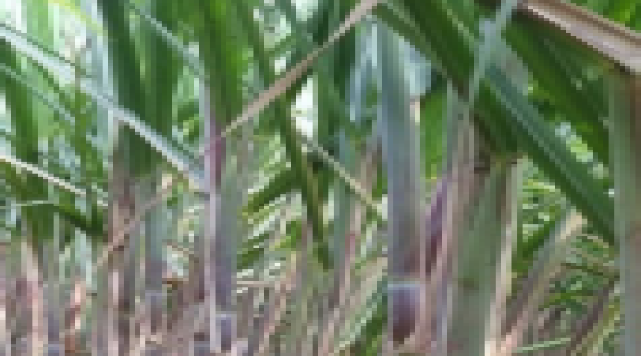 field_image